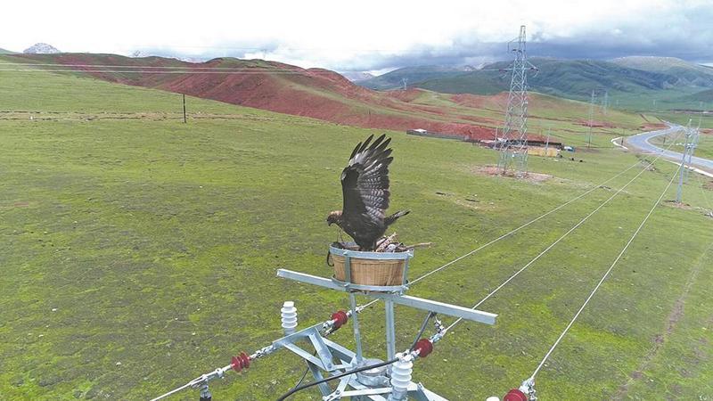 保护生物多样性 建设绿色电网